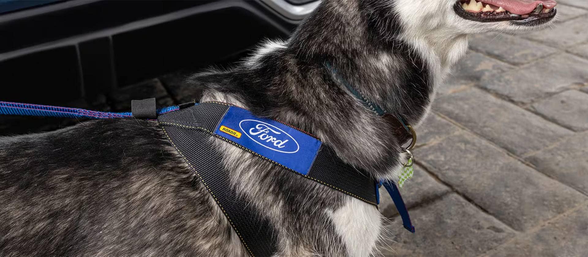Ford Territory con Arnés para Mascotas que Ofrece Mayor Seguridad y Protección