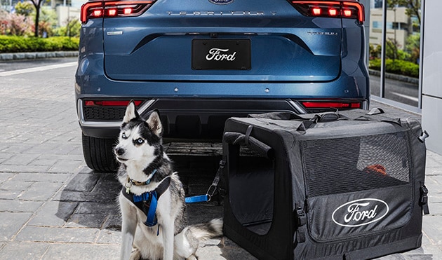 Descubre la Gama Completa de Kits y Accesorios Originales para Mascotas y Equipa tu Ford
