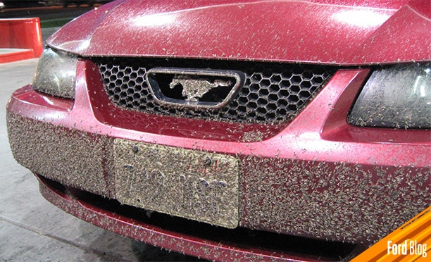 Descubre qué no debes hacer al limpiar de mosquitos tu vehículo