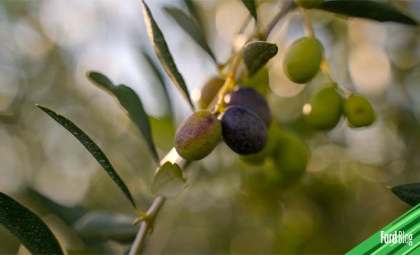 Ford buscará darle un segundo uso a ramas desperdiciadas en la podación del olivar