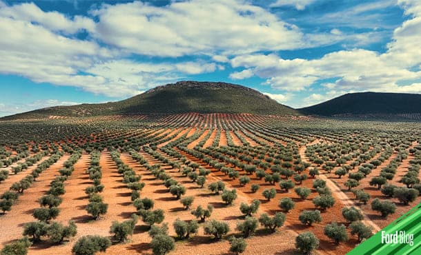 El proyecto Compolive de la Comisión Europea investigó nuevos usos de residuos de tala del olivo