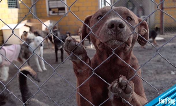 Ford busca crear conciencia ayudando con alimento a perritos de la calle 