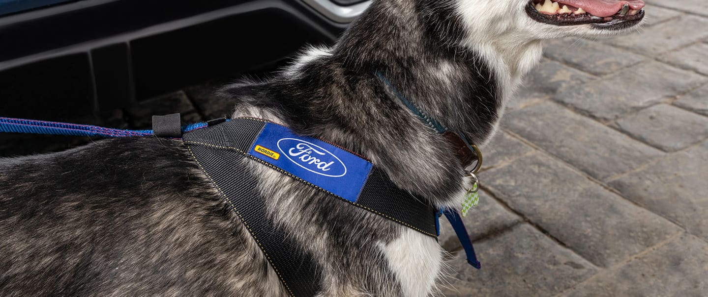 Accesorio Cinturón de Seguridad tipo pechera para Perro varias tallas para SUV Ford Territory 2023